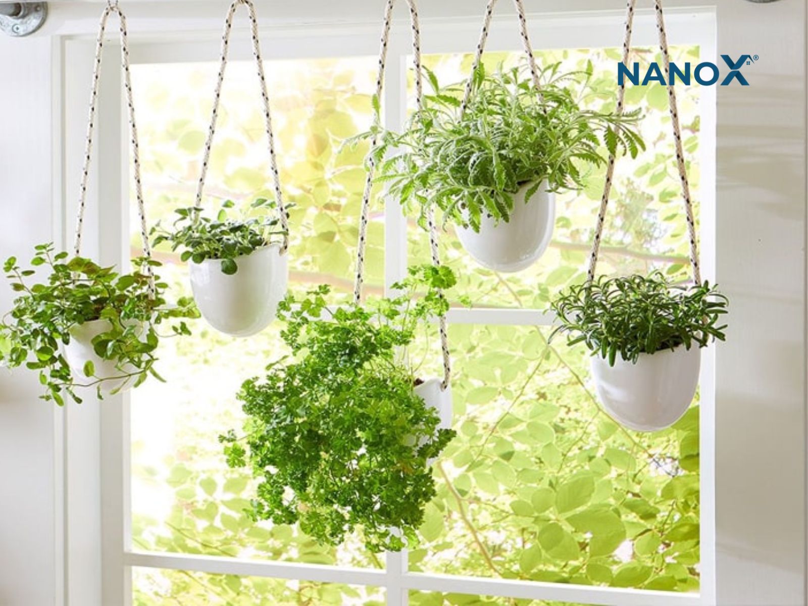 10 Biện pháp giúp chống nóng cho nhà hướng Tây 8 cây xanh trồng cạnh cửa sổ